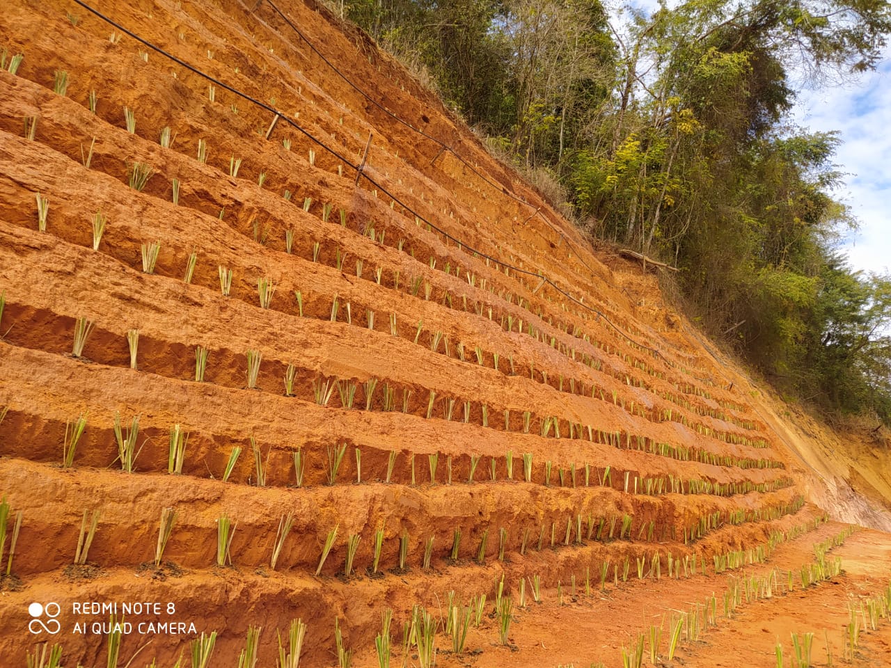Encosta terraceada com mudas de capim vetiver em implantação