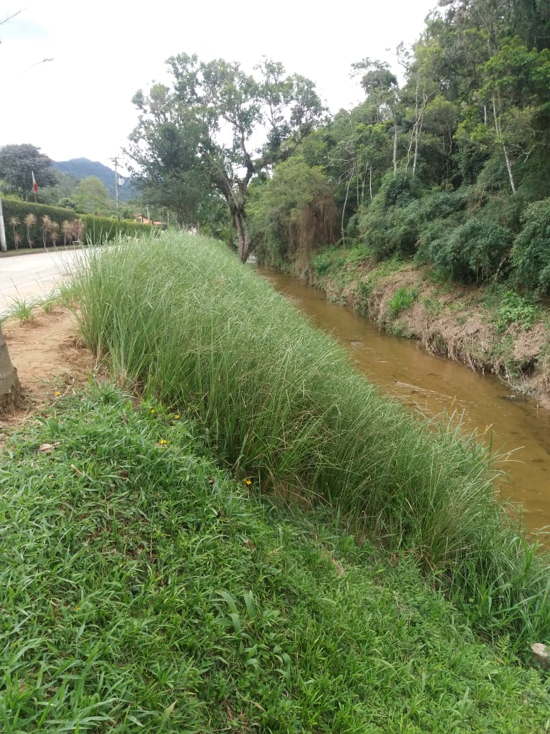 Proteção de margem de córrego com faixa de capim vetiver