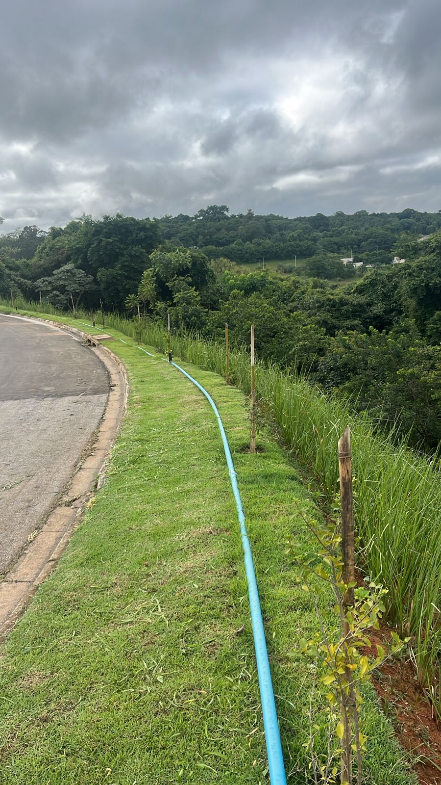 Faixa de contenção em encosta com plantio de vetiver
