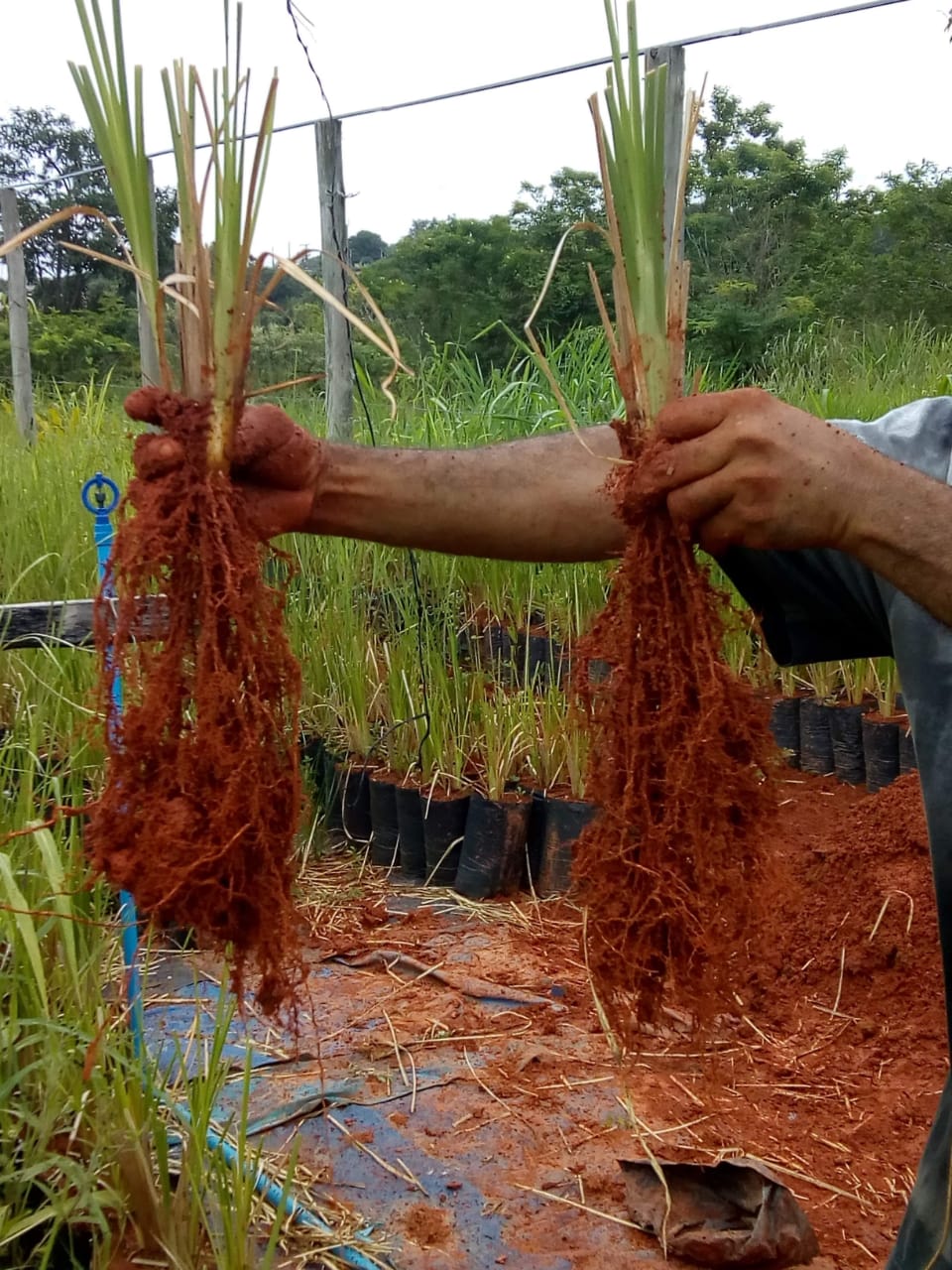 Demonstração de mudas de vetiver com raízes profundas